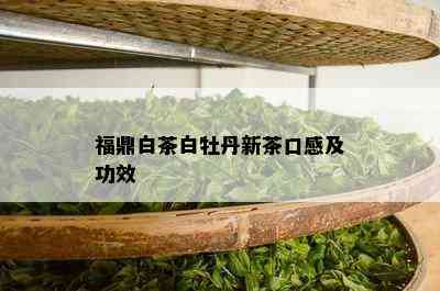 福鼎白茶白牡丹新茶口感及功效