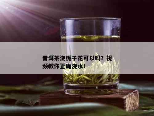 普洱茶浇栀子花可以吗？视频教你正确浇水！