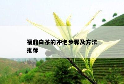 福鼎白茶的冲泡步骤及方法推荐