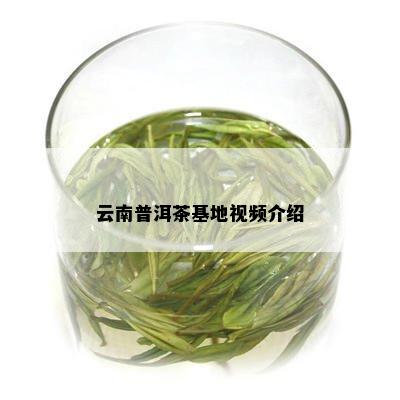 云南普洱茶基地视频介绍