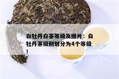 白牡丹白茶等级及图片：白牡丹茶级别划分为4个等级！