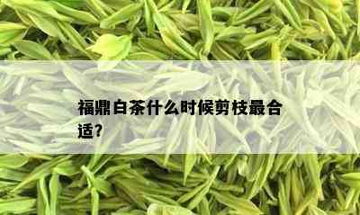 福鼎白茶什么时候剪枝最合适？