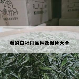 看的白牡丹品种及图片大全