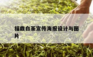 福鼎白茶宣传海报设计与图片