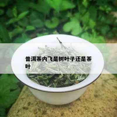 普洱茶内飞是树叶子还是茶叶