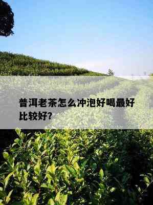 普洱老茶怎么冲泡好喝更好比较好？