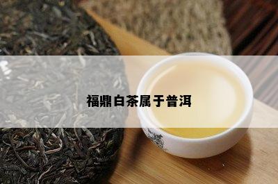 福鼎白茶属于普洱