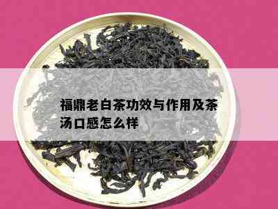 福鼎老白茶功效与作用及茶汤口感怎么样