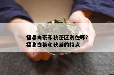 福鼎白茶和秋茶区别在哪？福鼎白茶和秋茶的特点