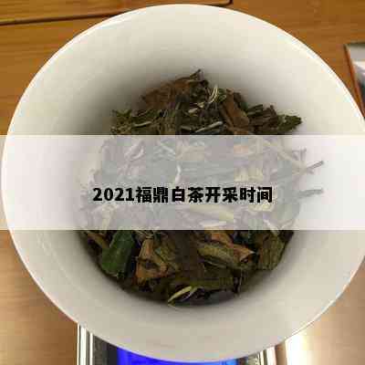 2021福鼎白茶开采时间