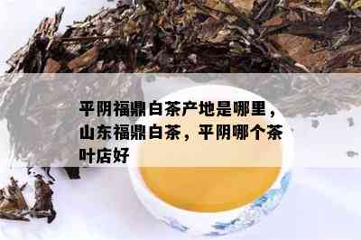 平阴福鼎白茶产地是哪里，山东福鼎白茶，平阴哪个茶叶店好