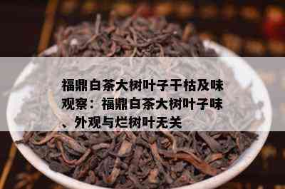 福鼎白茶大树叶子干枯及味观察：福鼎白茶大树叶子味、外观与烂树叶无关