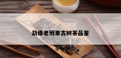 勐傣老班章古树茶品鉴