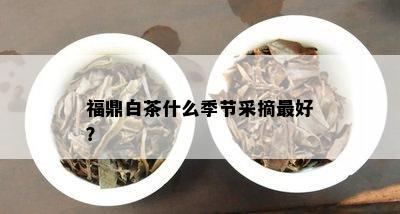 福鼎白茶什么季节采摘更好？