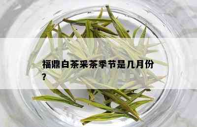 福鼎白茶采茶季节是几月份？