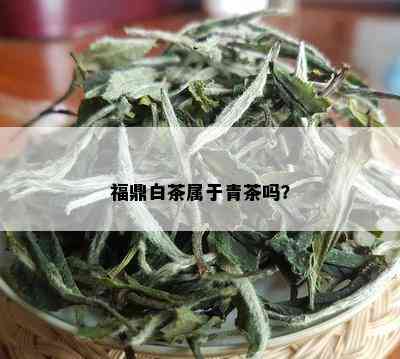 福鼎白茶属于青茶吗？