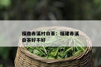 福鼎赤溪村白茶：福建赤溪白茶好不好