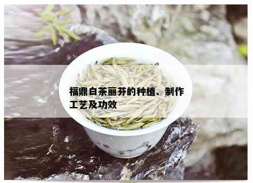 福鼎白茶丽芬的种植、制作工艺及功效