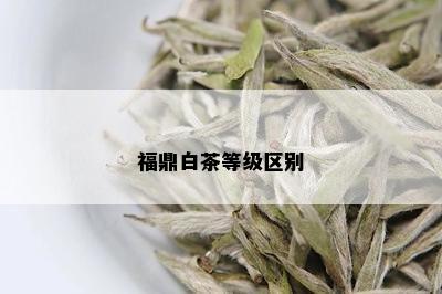 福鼎白茶等级区别