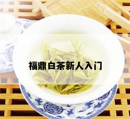 福鼎白茶新人入门