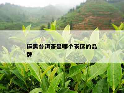 麻黑普洱茶是哪个茶区的品牌