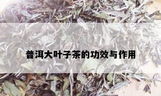 普洱大叶子茶的功效与作用