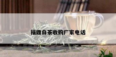 福鼎白茶收购厂家电话