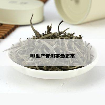 哪里产普洱茶最正宗