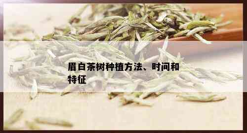 眉白茶树种植方法、时间和特征