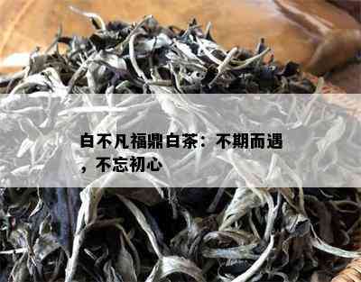 白不凡福鼎白茶：不期而遇，不忘初心