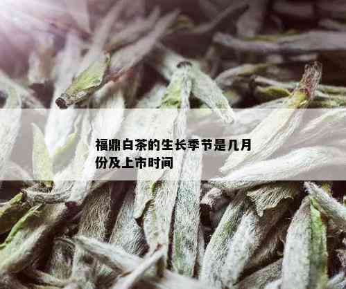 福鼎白茶的生长季节是几月份及上市时间