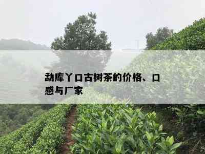 勐库丫口古树茶的价格、口感与厂家