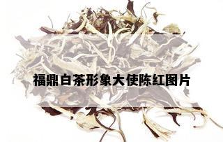 福鼎白茶形象大使陈红图片