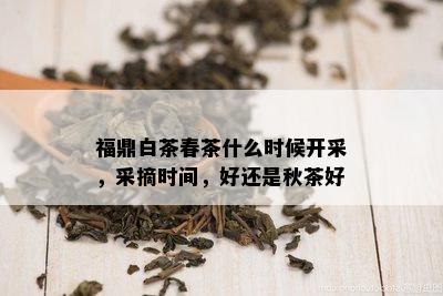 福鼎白茶春茶什么时候开采，采摘时间，好还是秋茶好