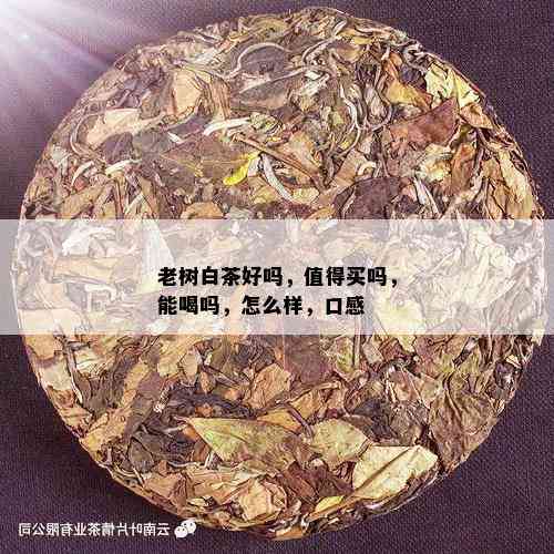 老树白茶好吗，值得买吗，能喝吗，怎么样，口感