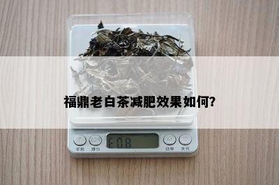 福鼎老白茶减肥效果如何？