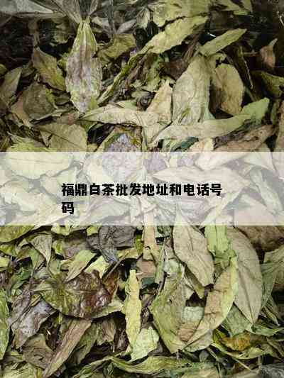 福鼎白茶批发地址和电话号码