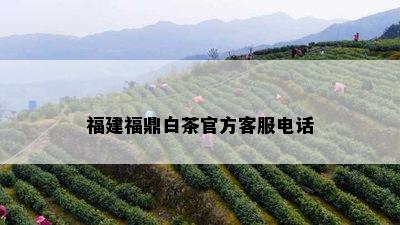 福建福鼎白茶官方客服电话