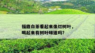 福鼎白茶看起来像烂树叶，喝起来有树叶味道吗？