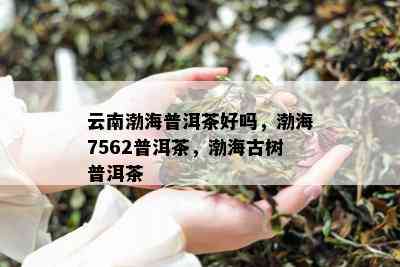 云南渤海普洱茶好吗，渤海7562普洱茶，渤海古树普洱茶