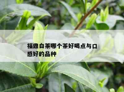 福鼎白茶哪个茶好喝点与口感好的品种