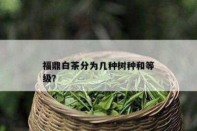 福鼎白茶分为几种树种和等级？