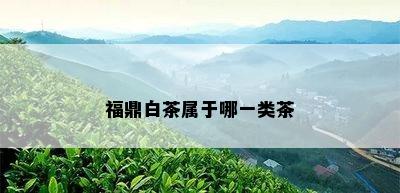 福鼎白茶属于哪一类茶