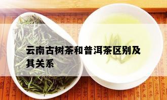 云南古树茶和普洱茶区别及其关系