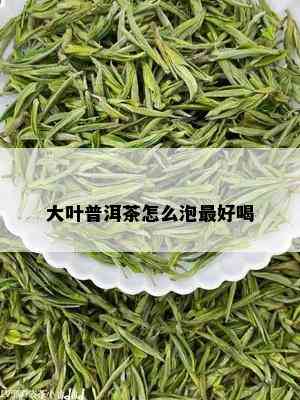 大叶普洱茶怎么泡更好喝