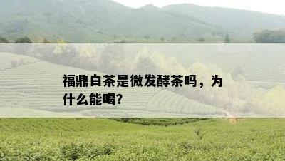 福鼎白茶是微发酵茶吗，为什么能喝？