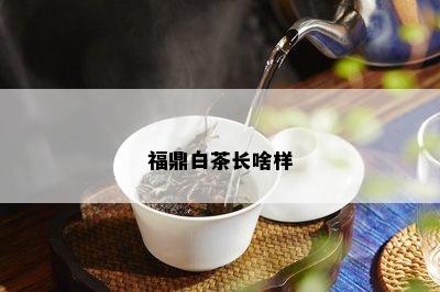 福鼎白茶长啥样