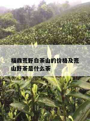 福鼎荒野白茶山的价格及荒山野茶是什么茶