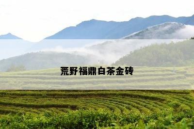 荒野福鼎白茶金砖