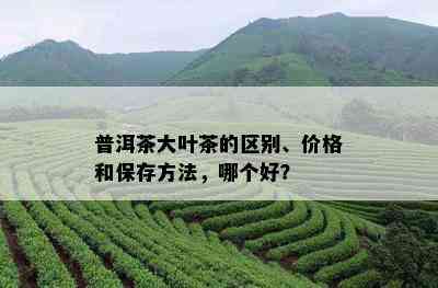 普洱茶大叶茶的区别、价格和保存方法，哪个好？